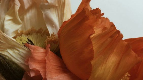 Fall Picks From The Pack