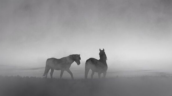 World Wildlife Day - Endangered Animals Spotlight