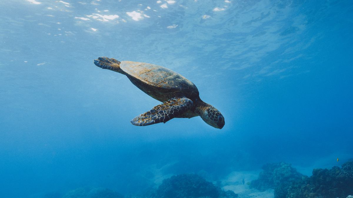 4 Things You Never Knew About Snorkeling