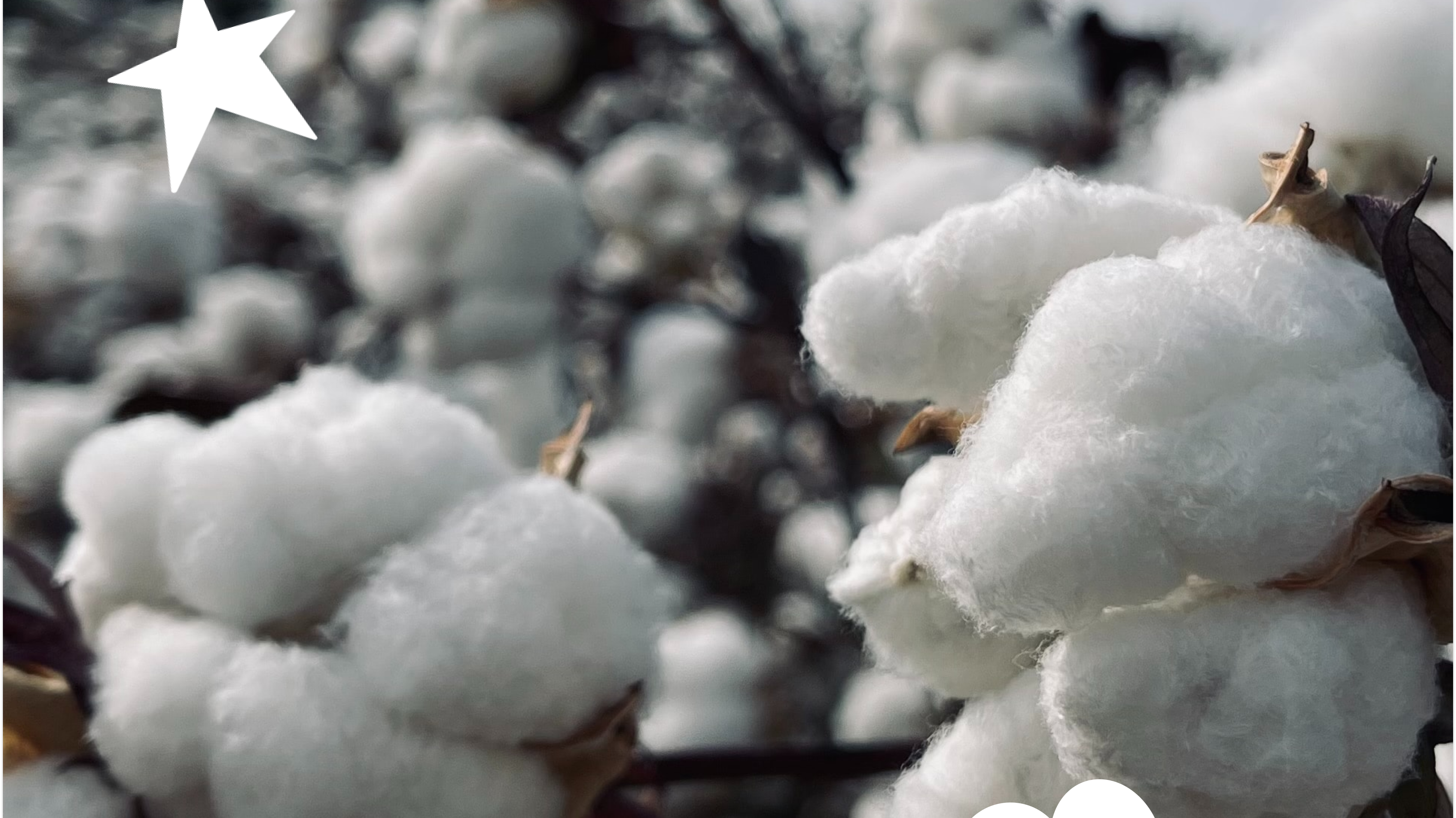 Reclaimed Waste Cotton