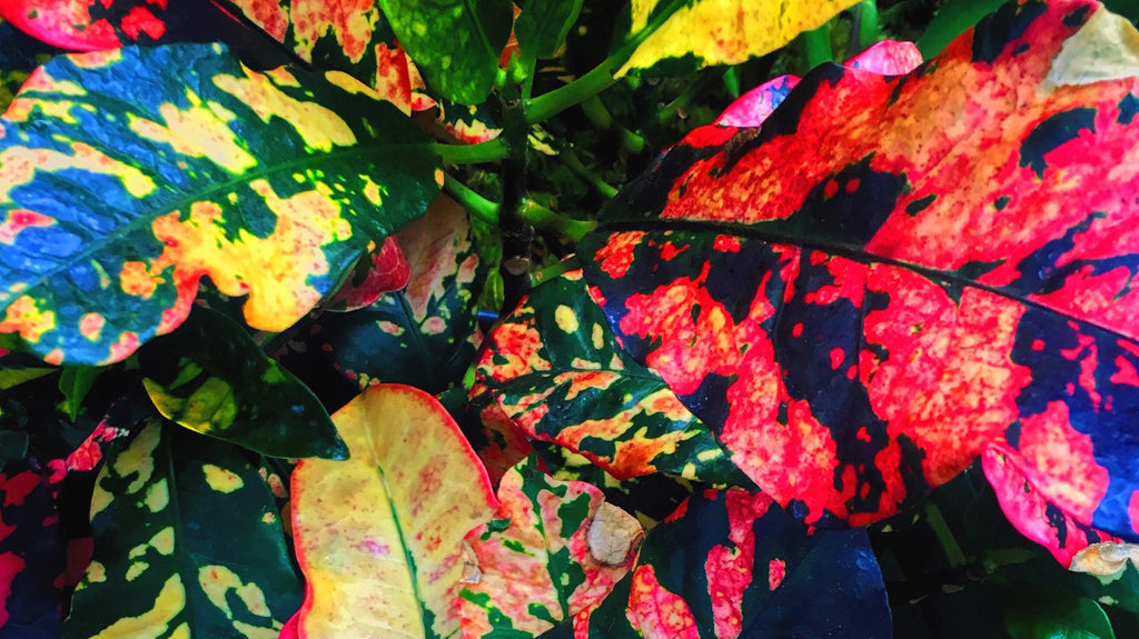 Libra Full Moon : One Of Us Cannot Be Wrong