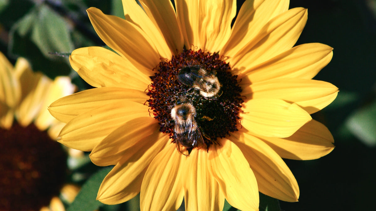 5 Ways To Save The Bees (Please)