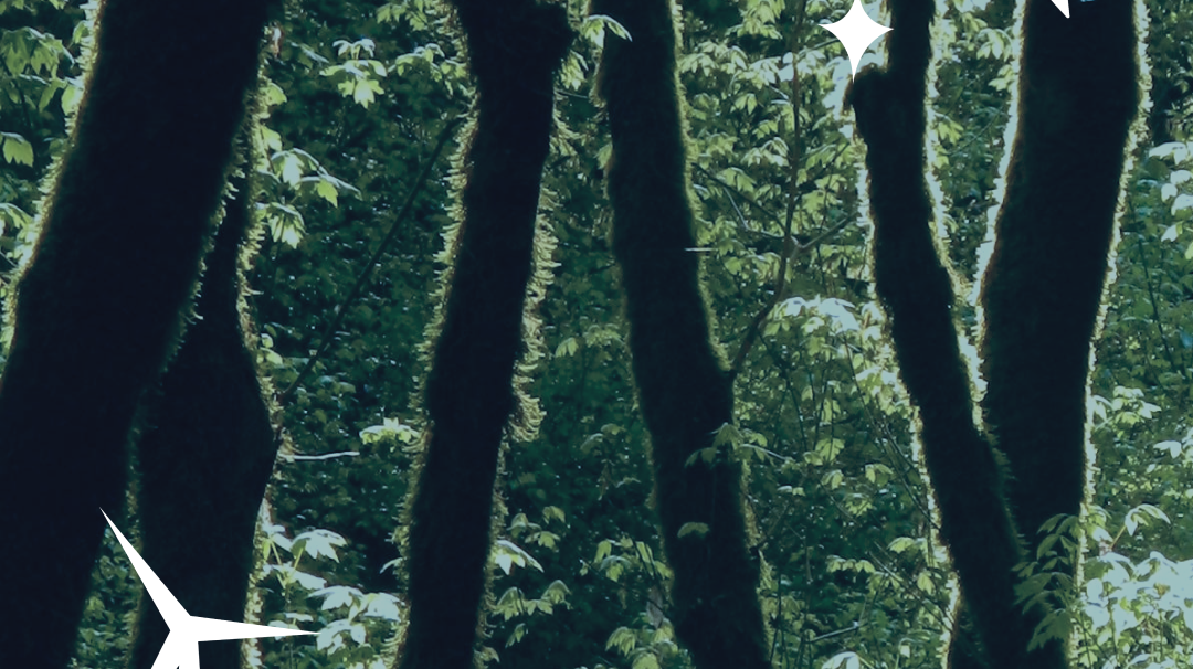 Support The El Ejido Forest Project