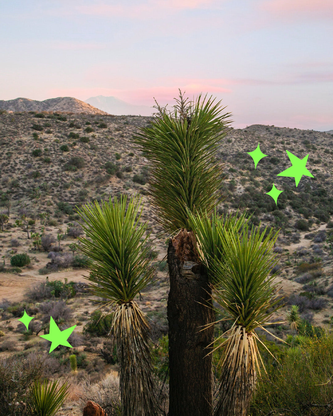 Staying Sustainable at Coachella