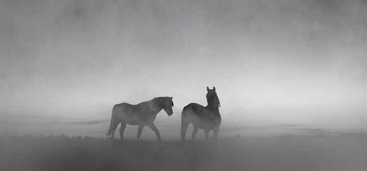 World Wildlife Day - Endangered Animals Spotlight