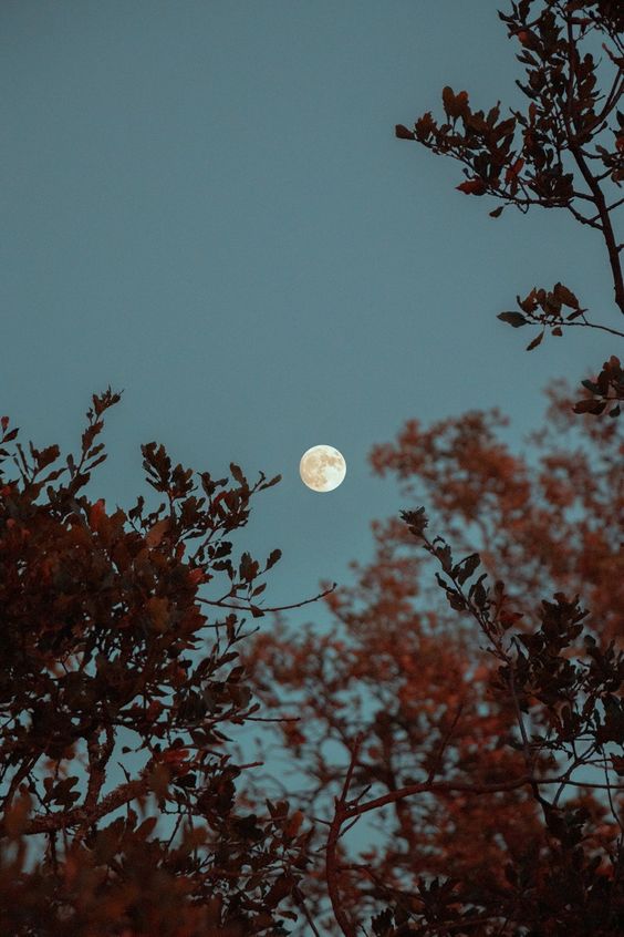 November Horoscopes