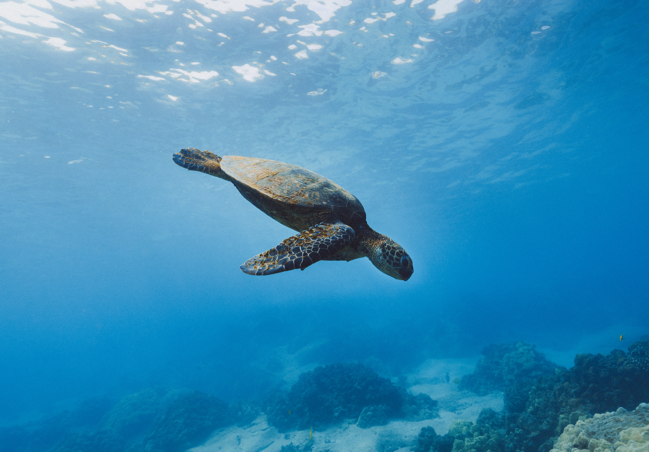 4 Things You Never Knew About Snorkeling