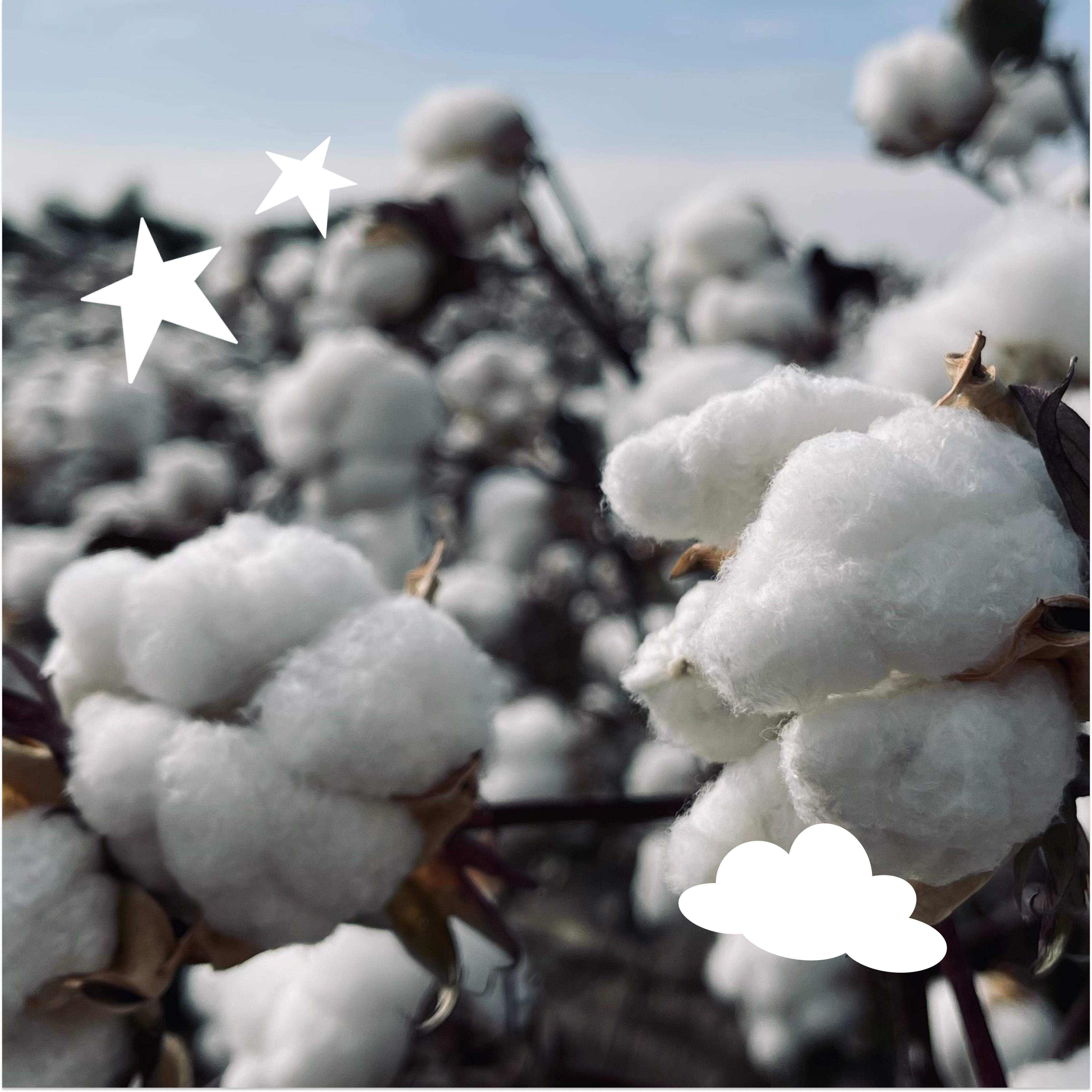 Reclaimed Waste Cotton