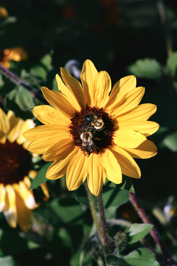 5 Ways To Save The Bees (Please)