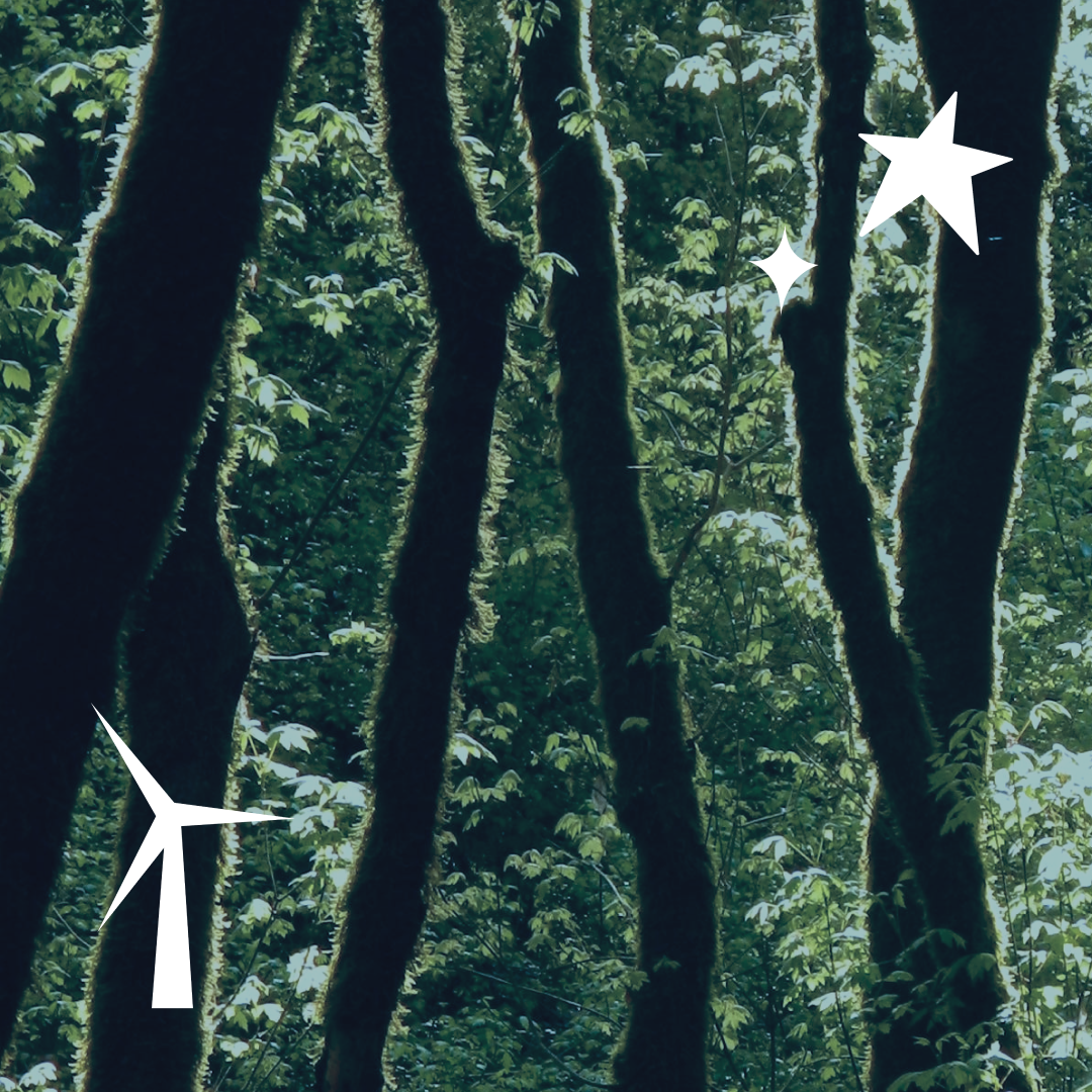 Support The El Ejido Forest Project