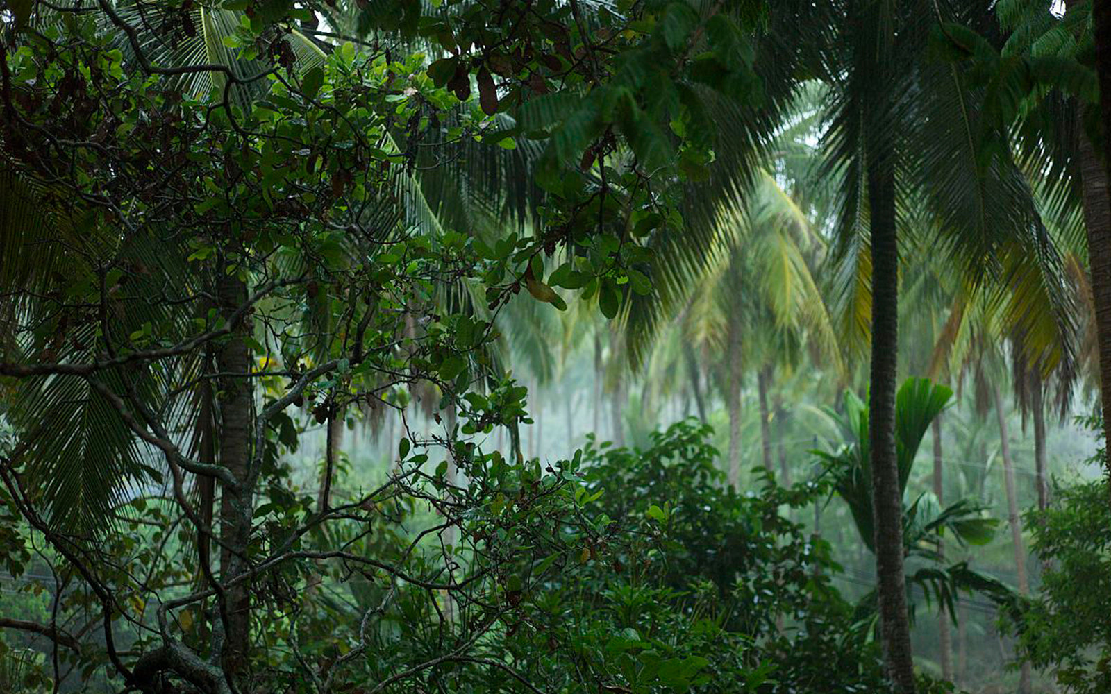 Sustainability Sunday: Web Neutral Project